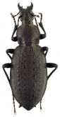 Carabus (Coptolabrus) smaragdinus monilifer Tatum, 1847 (as tyrannus)