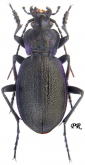 Carabus (Mesocarabus) problematicus harcyniae (as procedens Csiki, 1927)