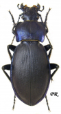Carabus (Morphocarabus) rothi incompsus (as mendax Csiki, 1906)