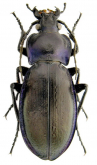 Carabus (Morphocarabus) zawadzkii dissimilis Csiki, 1906