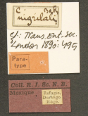 Cicindela (Cicindelidia) nigrilabris (Bates, 1890)