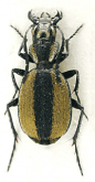 Graphipterus atrimedius Chaudoir, 1870