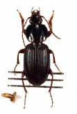 Pterostichus (Argutor) sulcitarsis A. Morawitz, 1862a: 250
