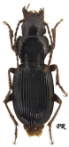 Pterostichus (Oreoplatysma) belizini Lutshnik, 1933