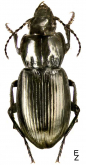 Pterostichus (Petrophilus) uralensis Motschulsky, 1850