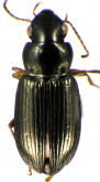 Selenophorus (Selenophorus) parumpunctatus Dejean, 1829