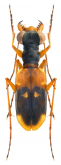 Thopeutica (Pseudotherates) flavilabris (W.Horn, 1913)