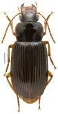 Trichotichnus (Trichotichnus) noctuabundus Habu, 1954