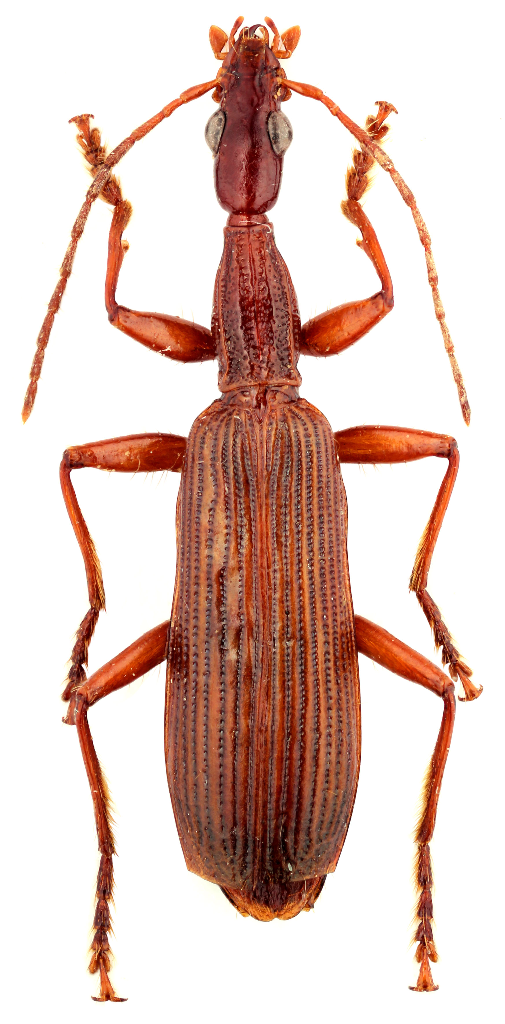 Genus Agra Fabricius, 1801 Carabidae