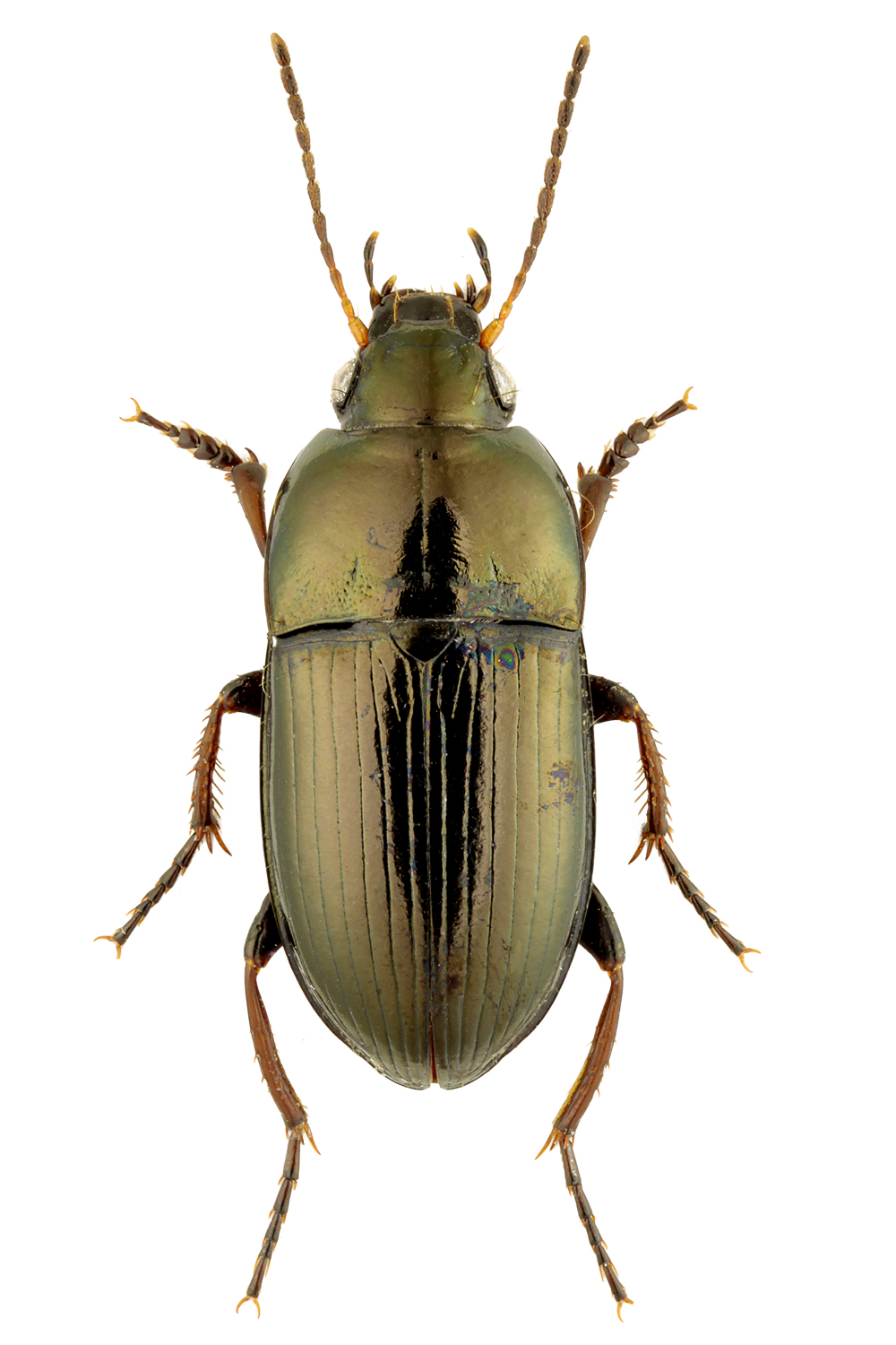 Subgenus Amara Bonelli, 1810 - Carabidae
