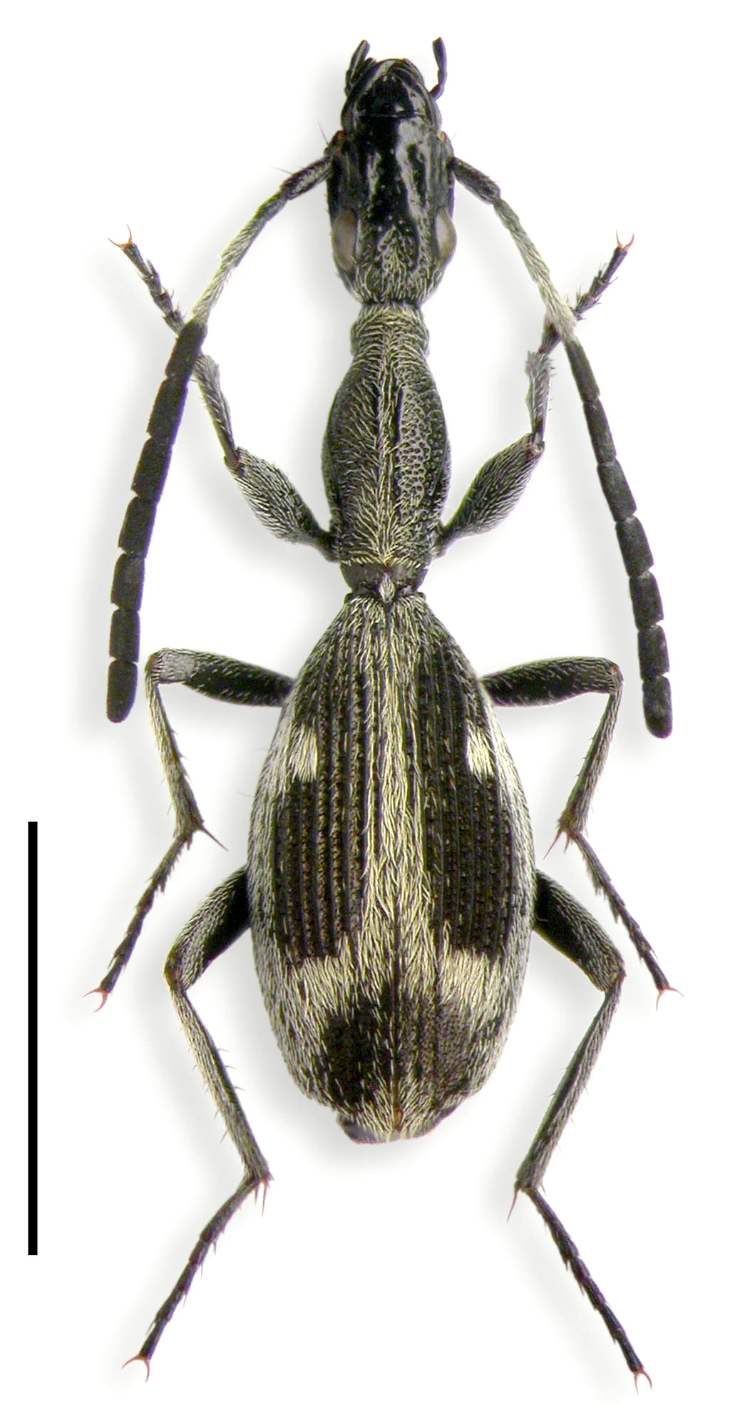 Subfamily Anthiinae Bonelli, 1813 Carabidae