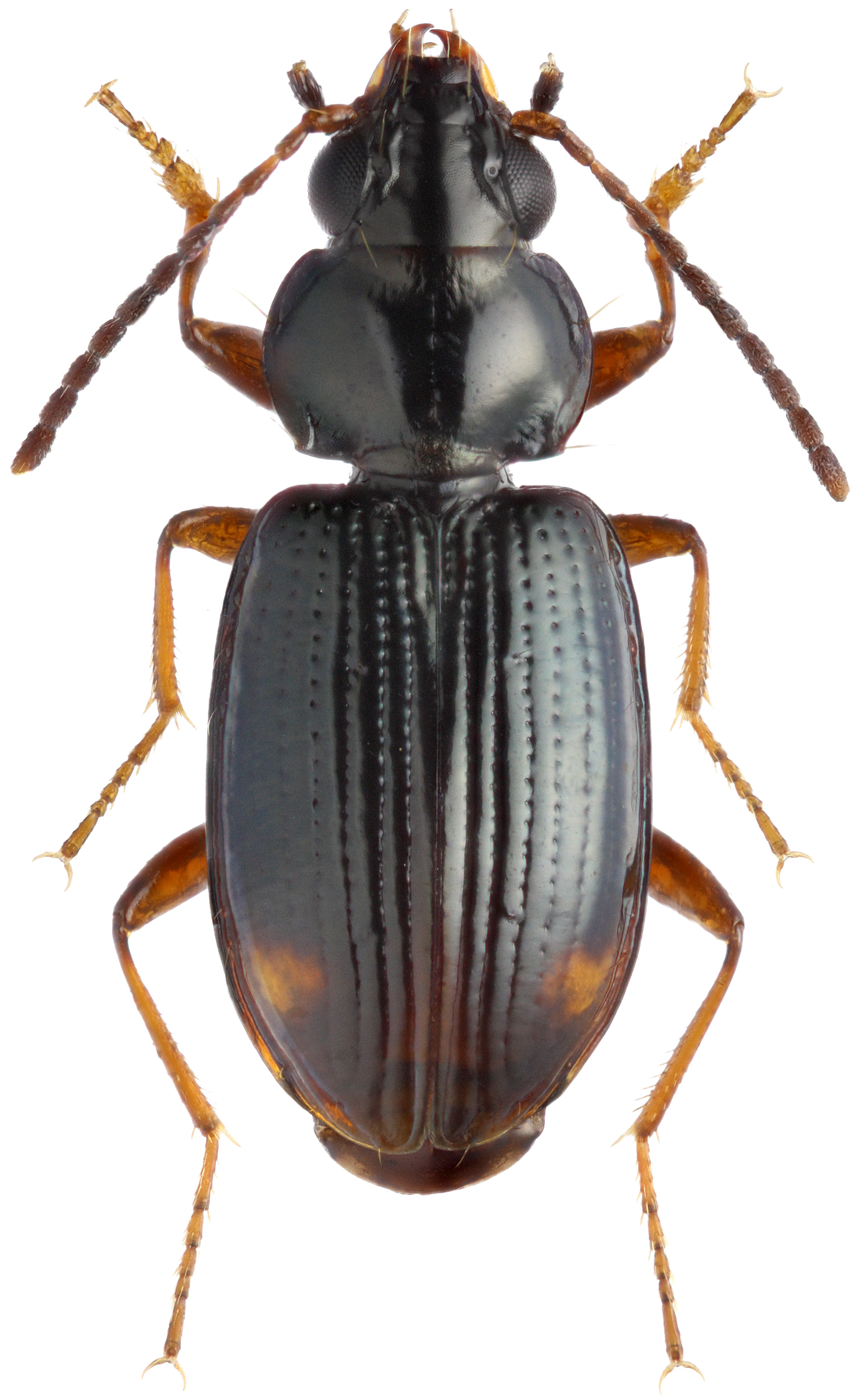 Bembidion (Philochthus) guttula (Fabricius, 1792) Carabidae