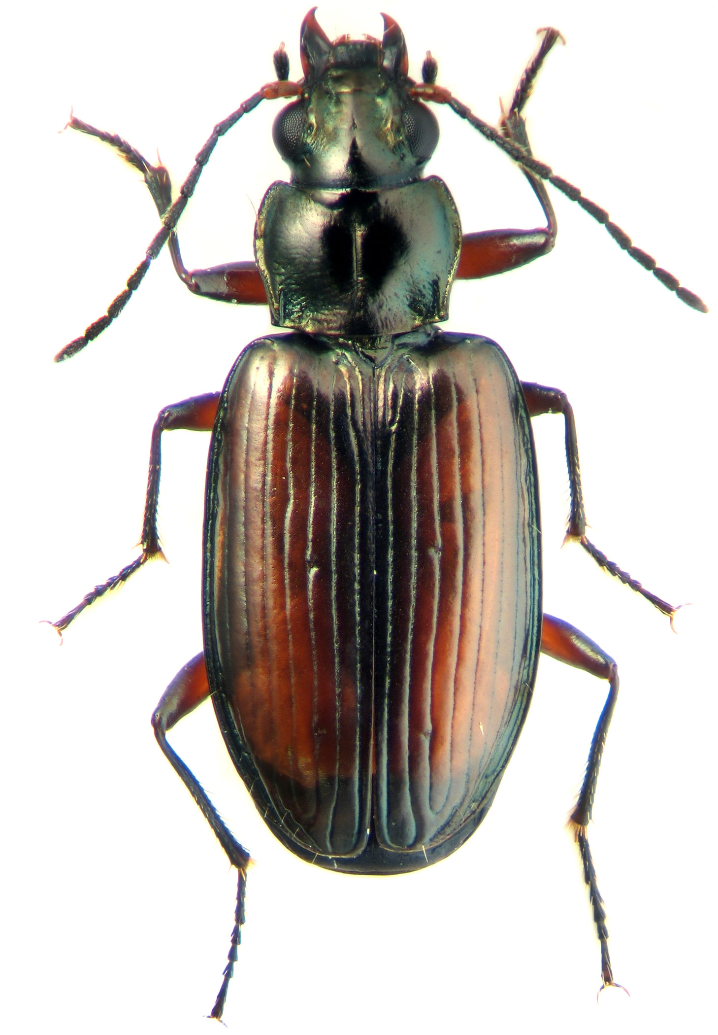 Genus Bembidion Latreille, 1802 82 Carabidae