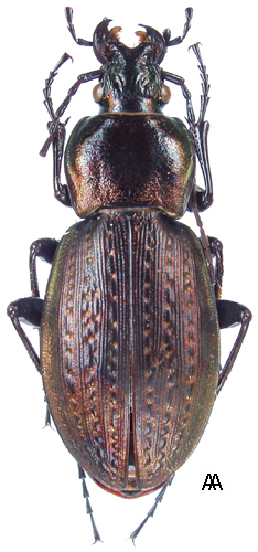 Carabus (eucarabus) Manifestus Kraatz, 1881 - Carabidae