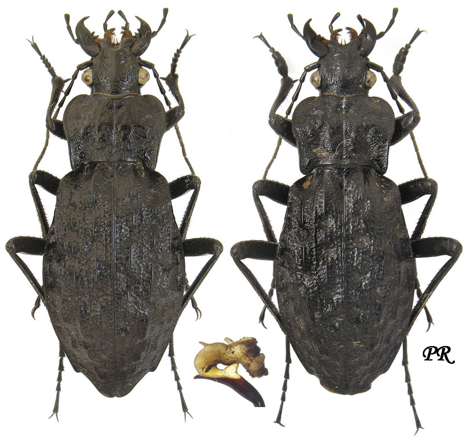 Carabus (Hygrocarabus) variolosus nodulosus Creutzer, 1799 Carabidae