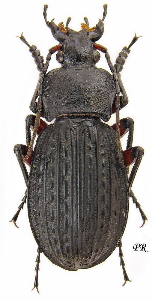 Carabus (Tachypus) cancellatus Illiger, 1798 - Carabidae