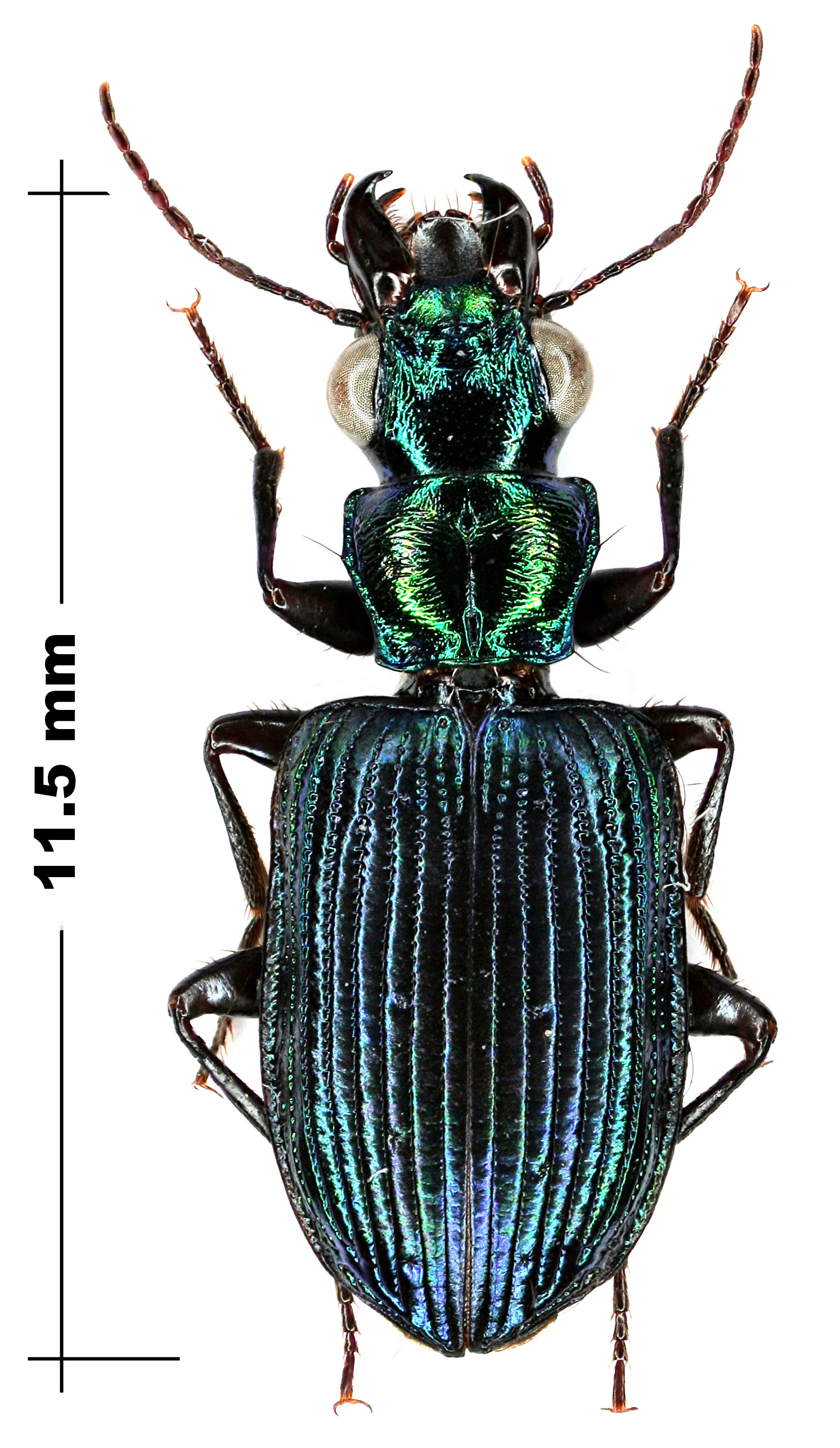 Genus Catascopus Kirby, 1825a: 94 - Carabidae