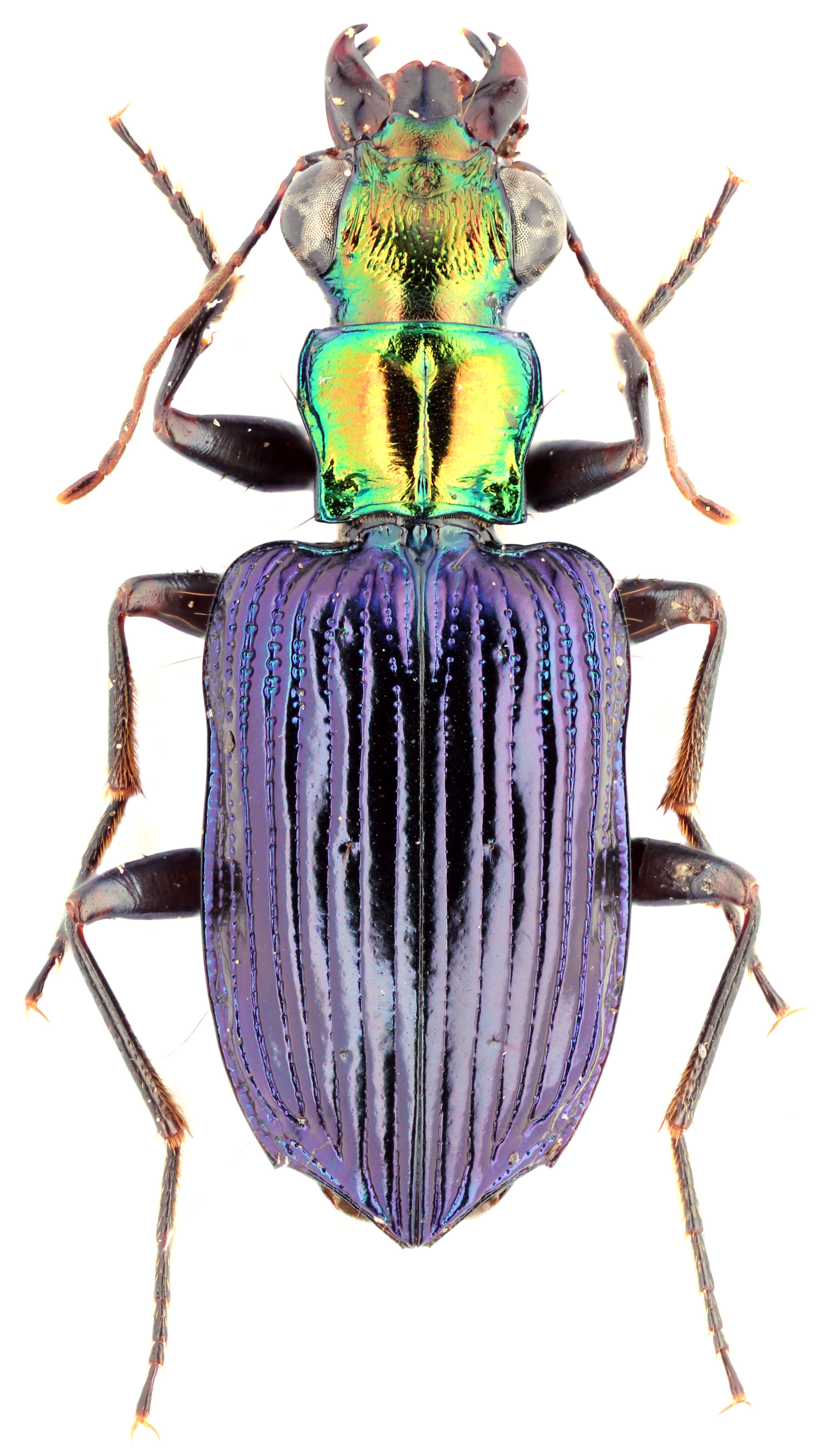 Genus Catascopus Kirby, 1825a: 94 - Carabidae