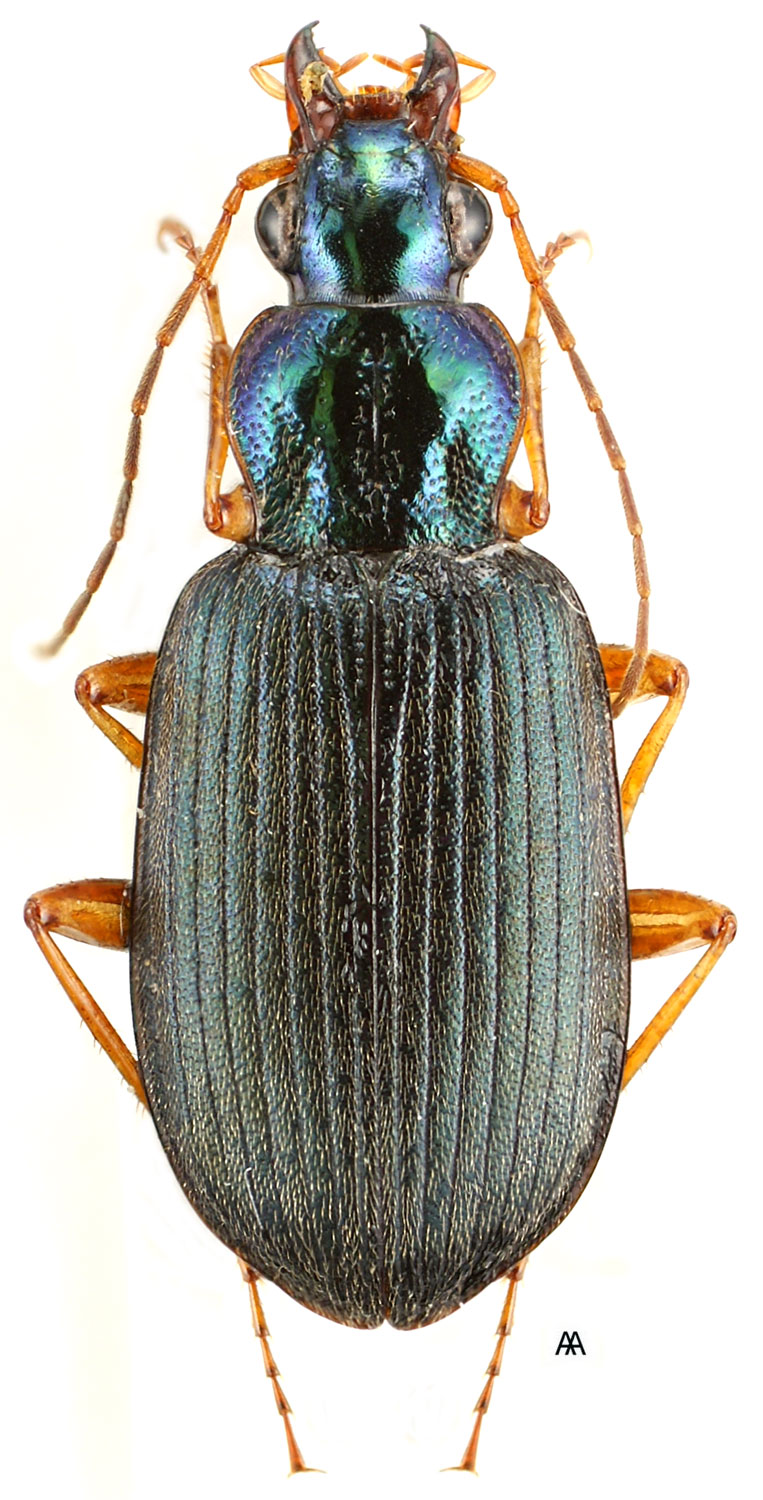 Subgenus Chlaeniellus Reitter, 1908a: 185 - Carabidae