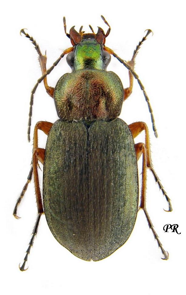 Subtribe Chlaeniina Brulle, 1834 - Carabidae
