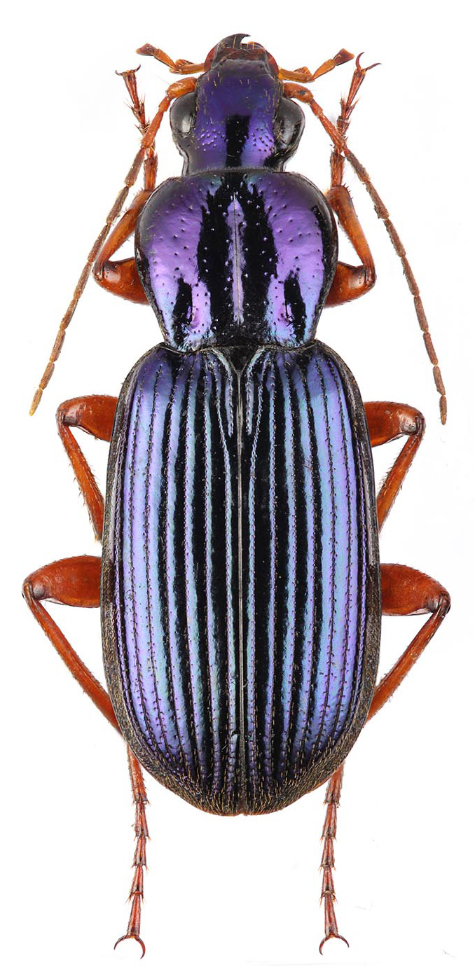 Subgenus Epomis Bonelli, 1810: Tab. Syn. - Carabidae