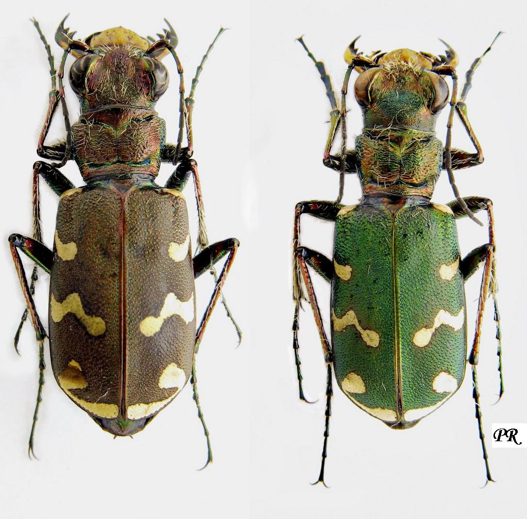 Subfamily Cicindelinae Latreille, 1802 Carabidae