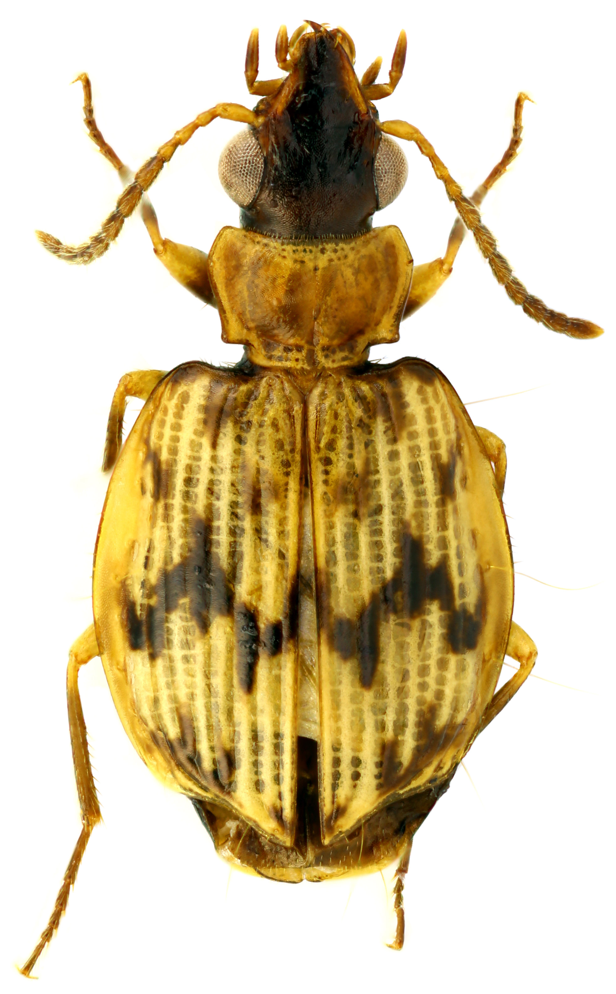 Genus Coptodera Dejean, 1825 273 Carabidae