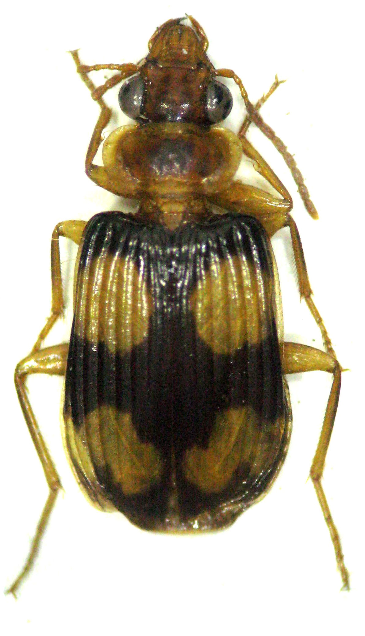 Genus Coptodera Dejean, 1825 273 Carabidae