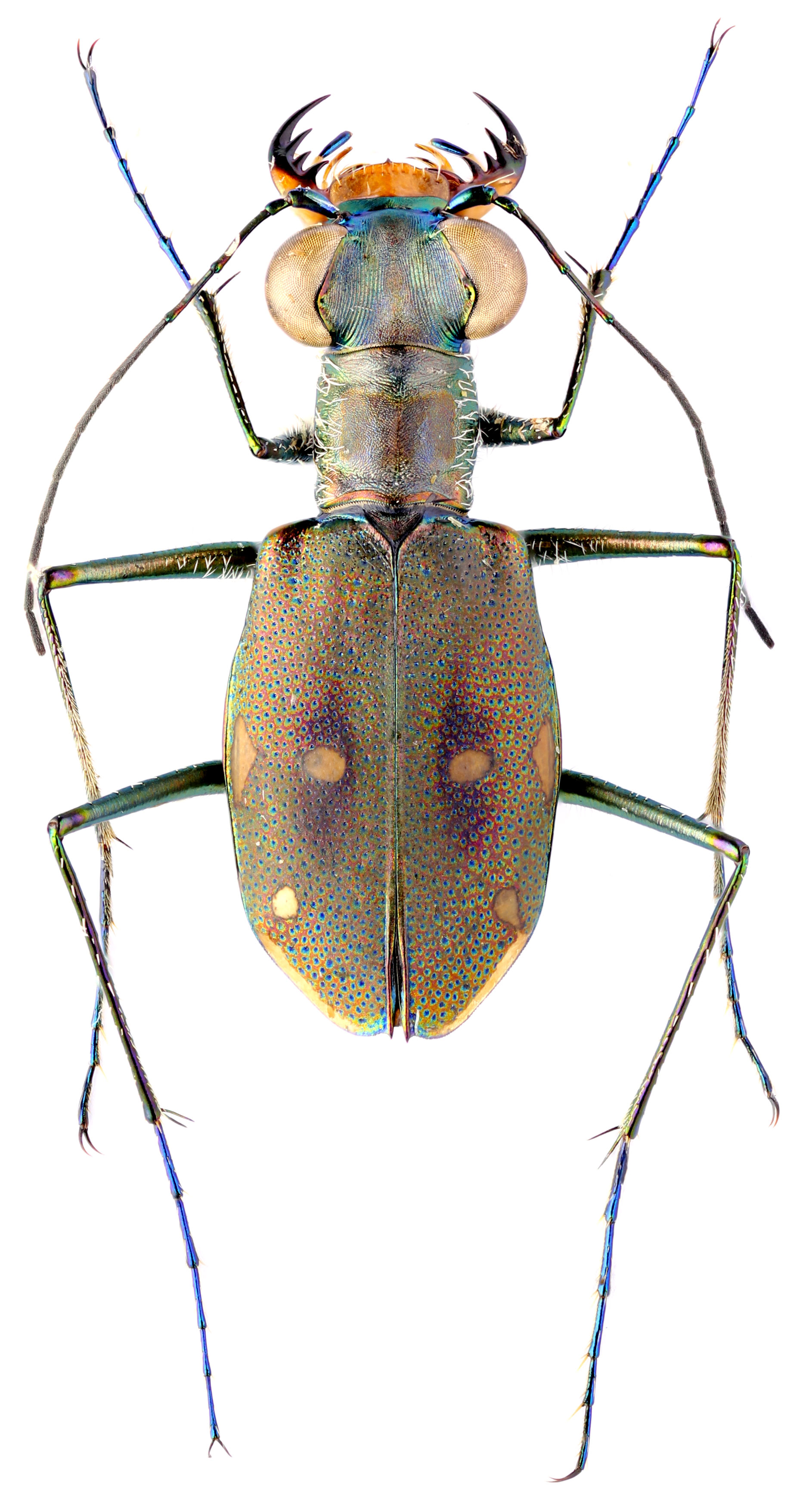 Subfamily Cicindelinae Latreille, 1802 Carabidae