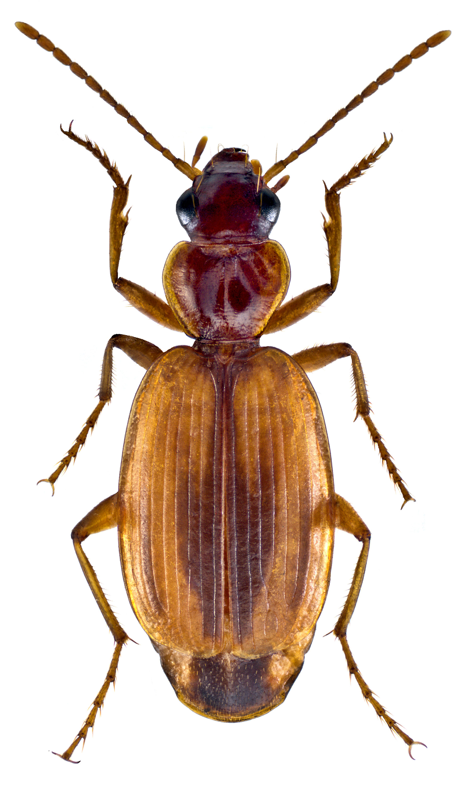 Subgenus Cymindis sensu stricto Carabidae