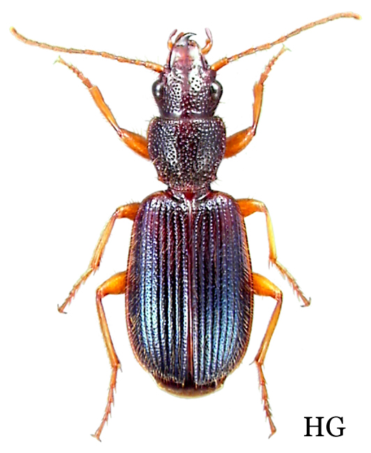Subgenus Cymindis sensu stricto Carabidae