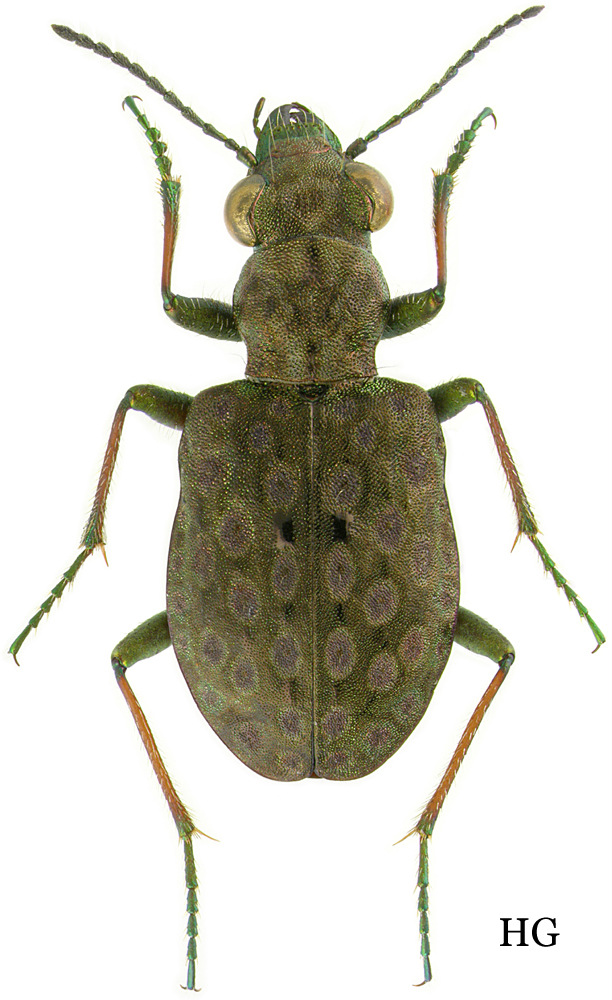 Subgenus Elaphrus Fabricius, 1775 Carabidae