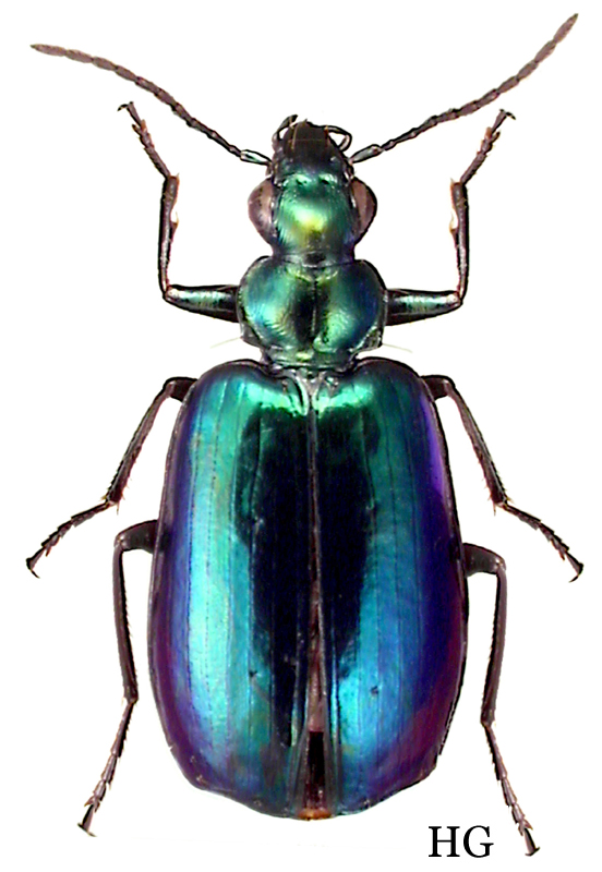 Lebia (lebia) Viridis Say, 1823 - Carabidae