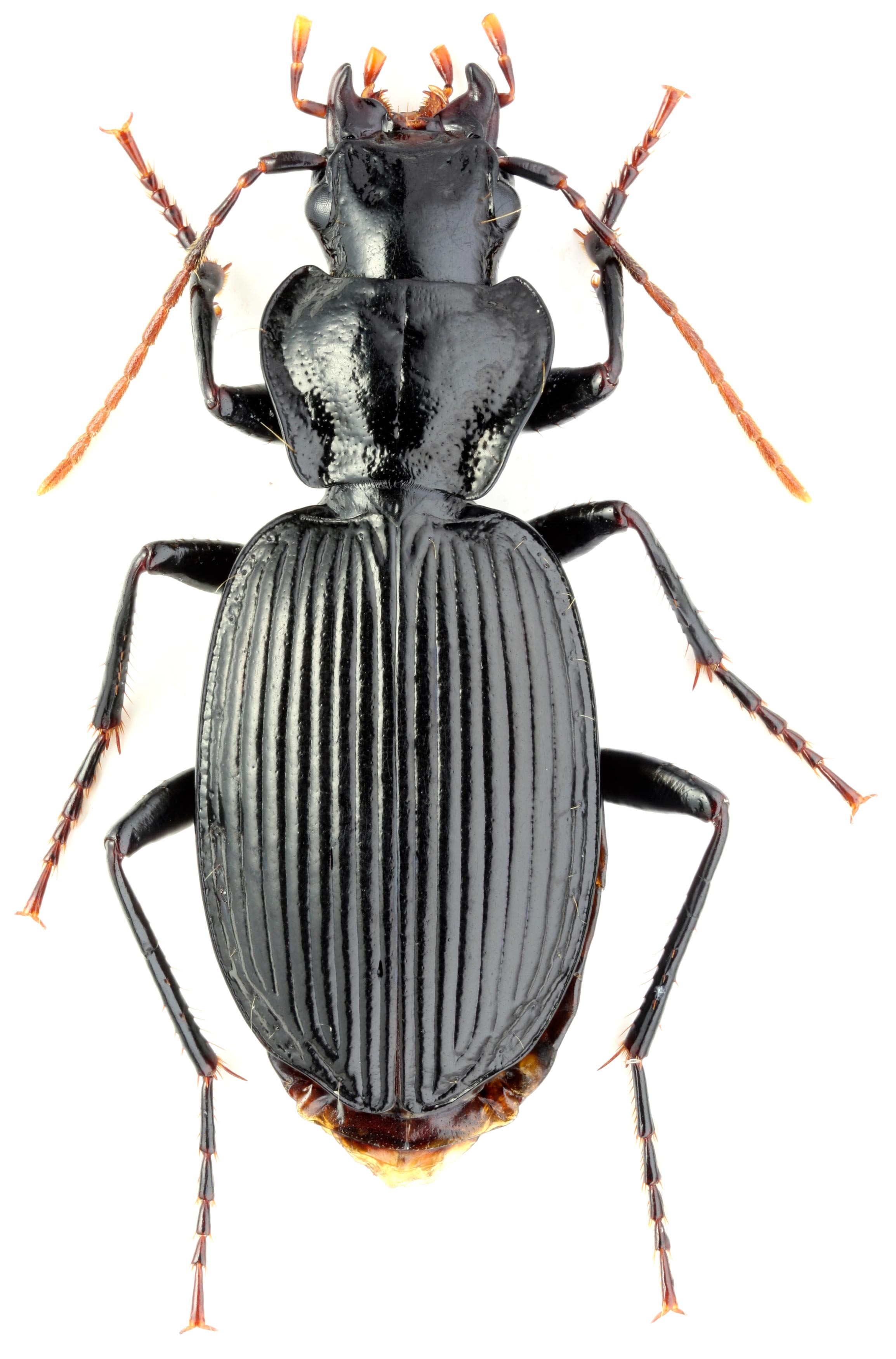 Genus Licinus Latreille, 1802 92 Carabidae
