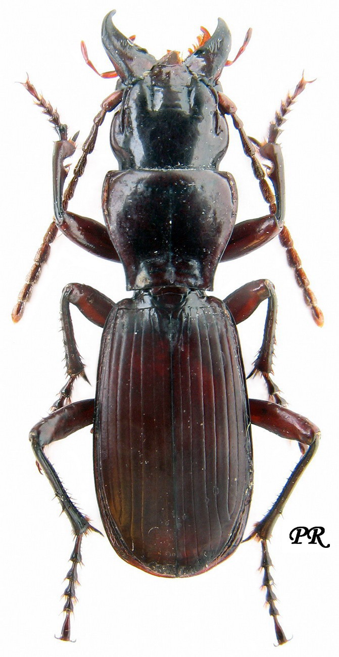 Subtribe Molopina Bonelli, 1810 Carabidae
