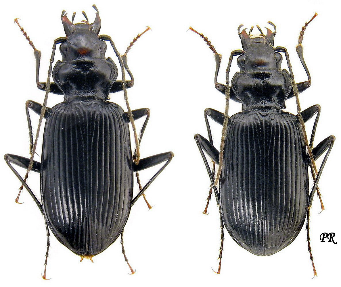 Nebria (Eunebria) jockischii Sturm, 1815: 143 - Carabidae