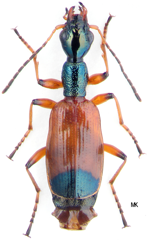 Subgenus Odacantha Paykull, 1798 Carabidae