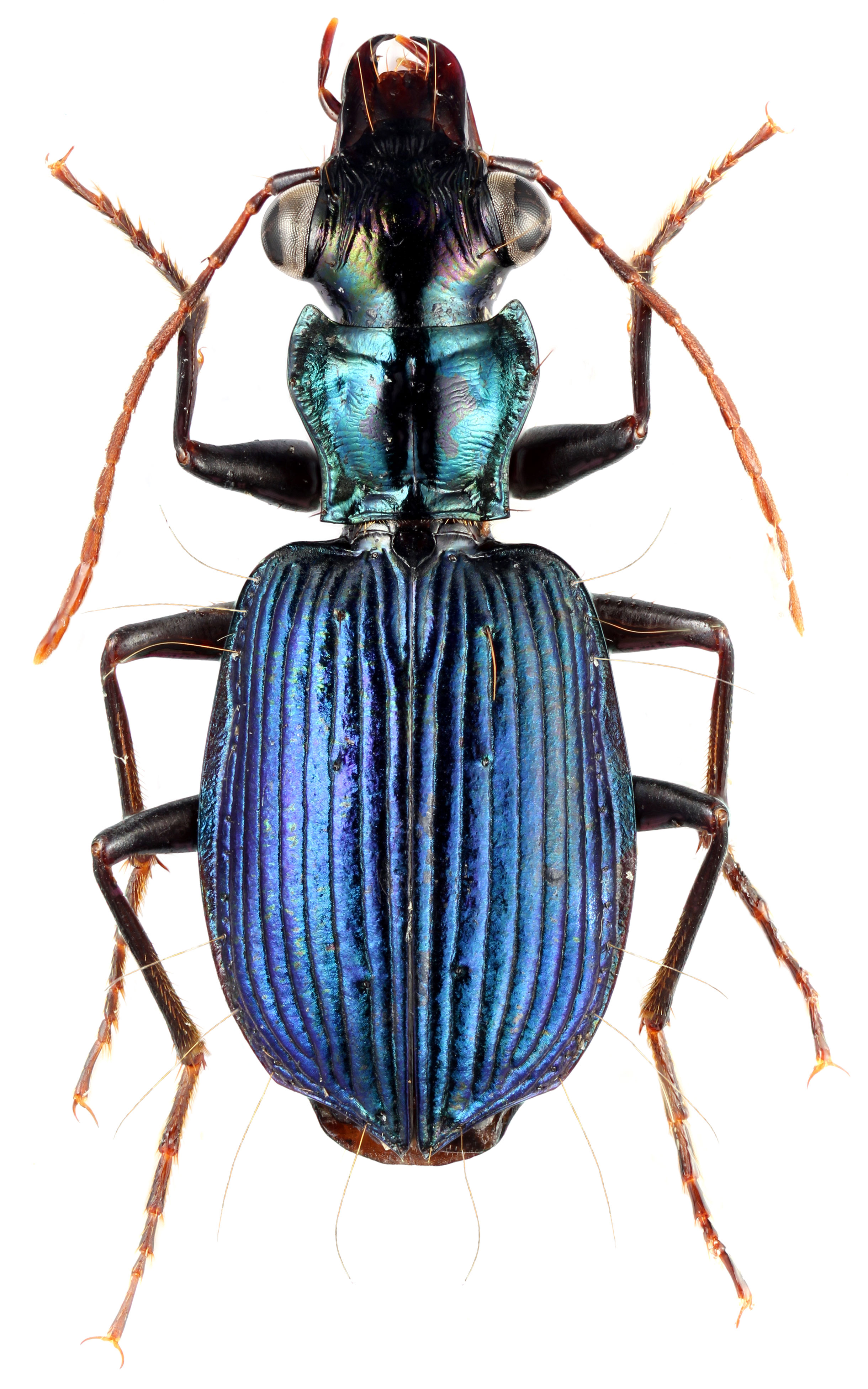 Genus Pericalus W.S. MacLeay, 1825 15 Carabidae