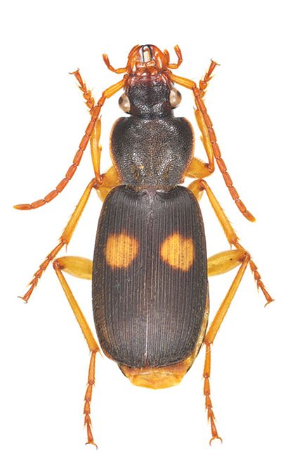 puncticeps Andrewes, 1919d 480 Carabidae