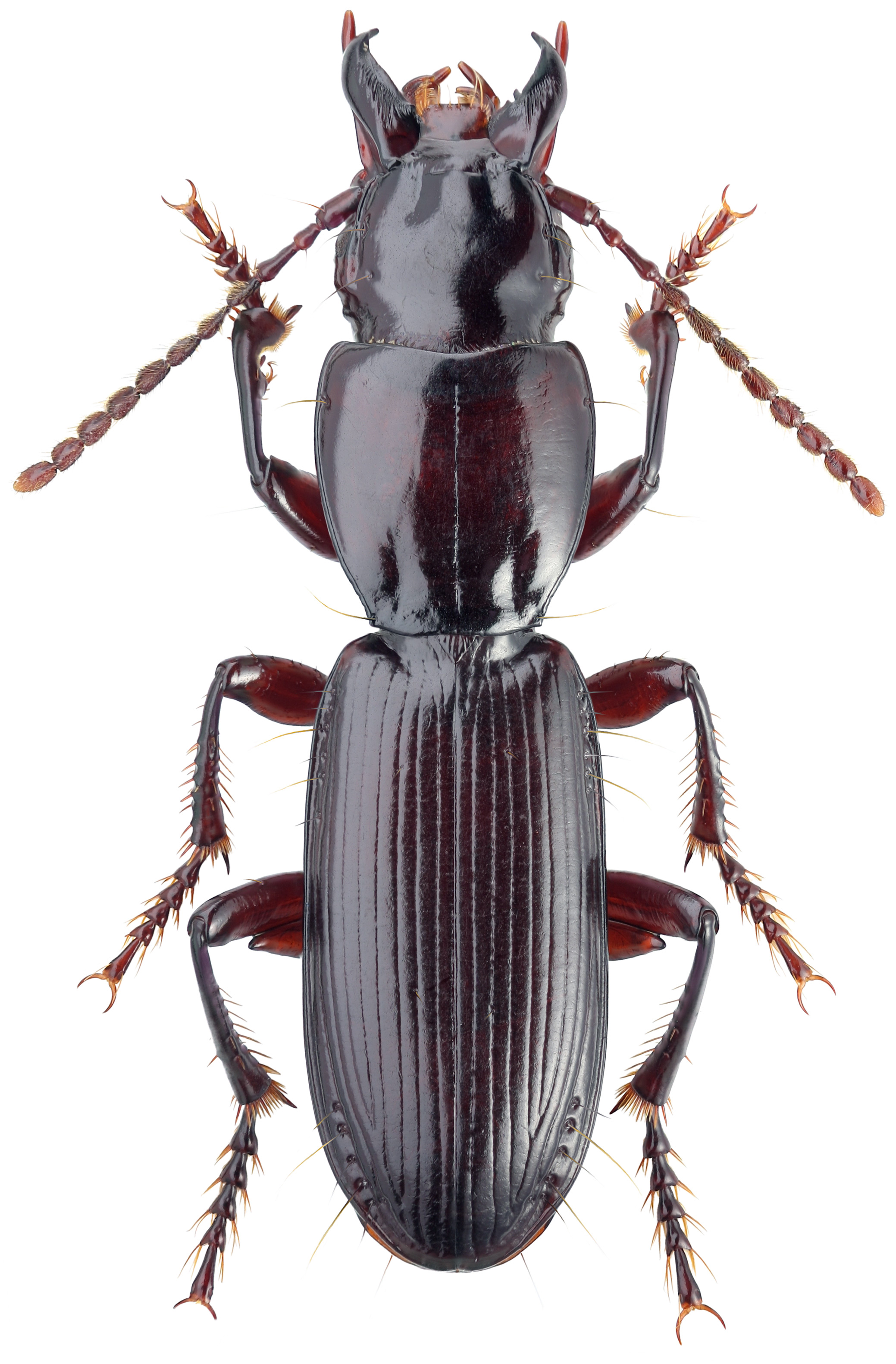 Genus Pterostichus Bonelli, 1810 Carabidae