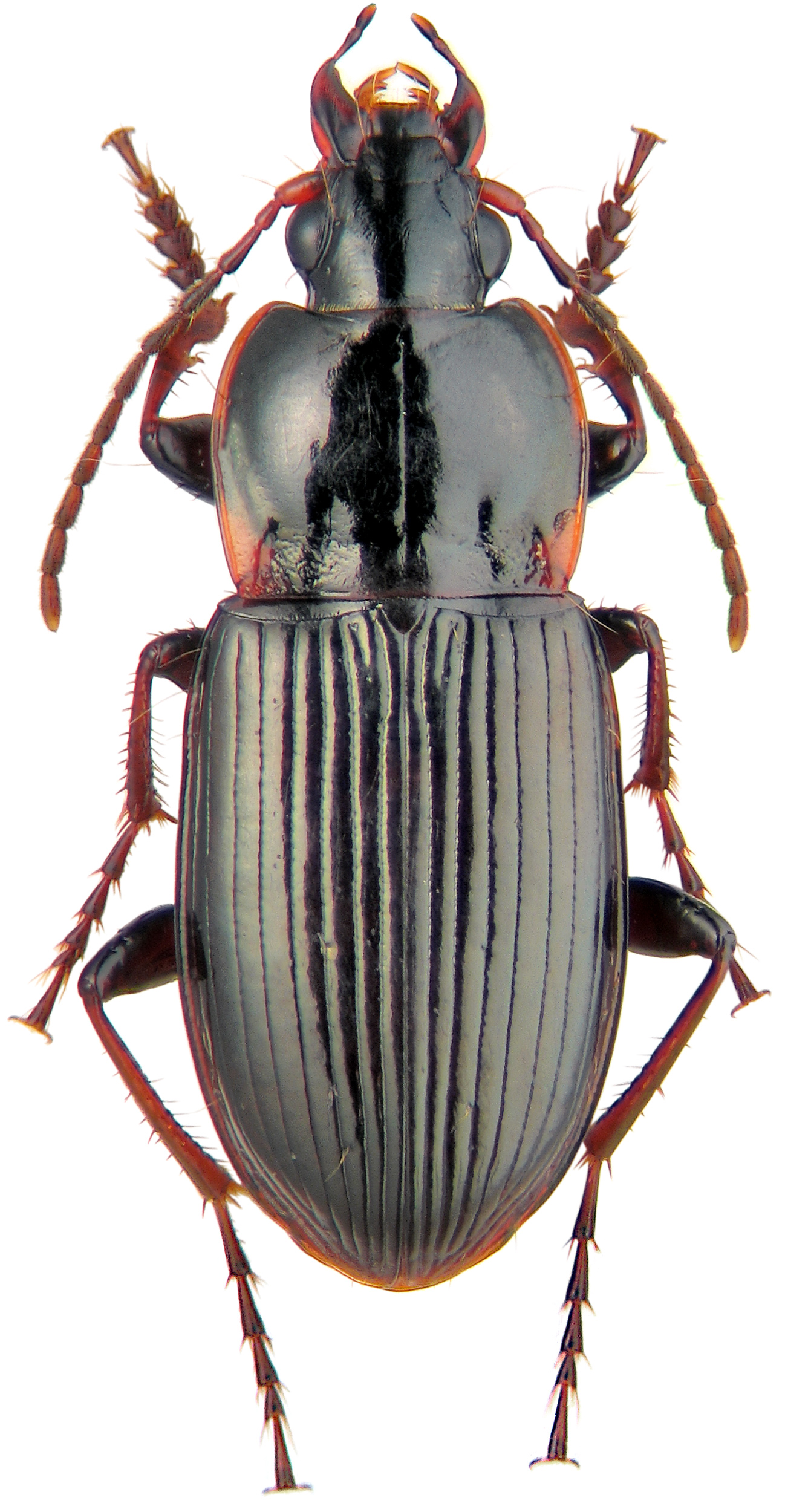 Genus Pterostichus Bonelli, 1810 Carabidae