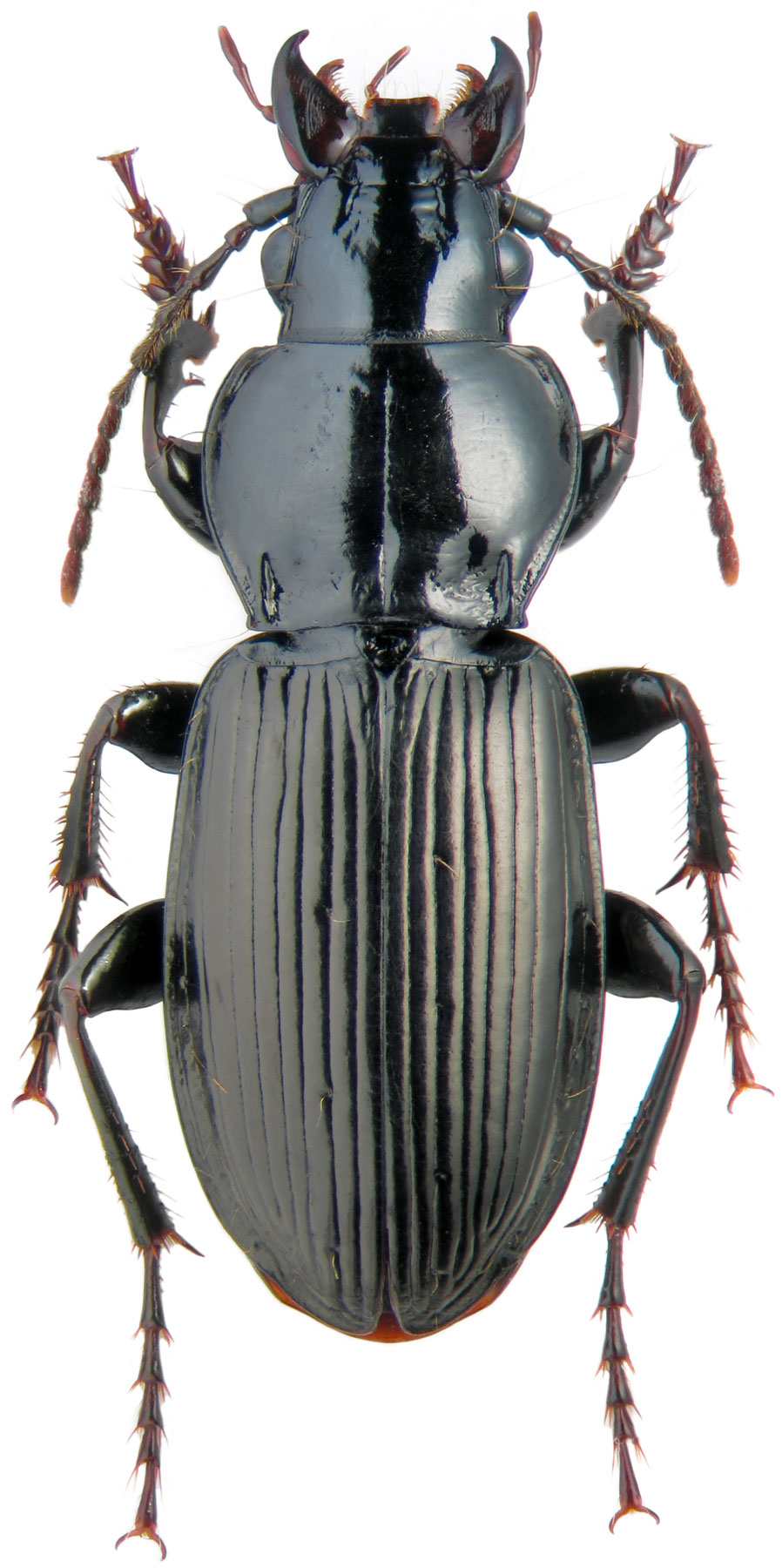 Genus Pterostichus Bonelli, 1810 Carabidae