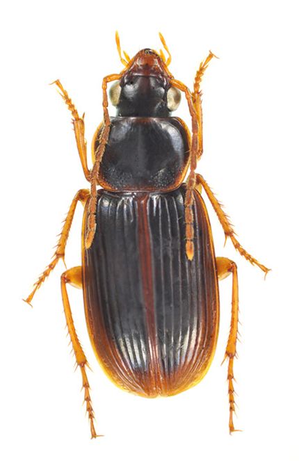 Stenolophus (Egadroma) difficilis (Hope, 1845) Carabidae