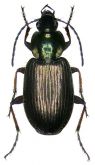 Agonum (Agonum) muelleri Herbst, 1784: 139 (Carabus) Agonum (Agonum) muelleri Herbst, 1784: 139 (Carabus)