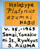 Agonum (Nymphagonum) azumai (Habu, 1973) Agonum (Nymphagonum) azumai (Habu, 1973)