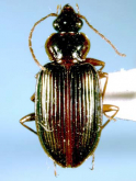 Agonum (Nymphagonum) iriomotense (Habu, 1973) Agonum (Nymphagonum) iriomotense (Habu, 1973)