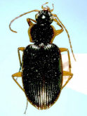 Agonum (Nymphagonum) tokarae (Habu, 1974) Agonum (Nymphagonum) tokarae (Habu, 1974)