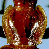 Agonum (Shibataia) shibataianum (Habu, 1974) Agonum (Shibataia) shibataianum (Habu, 1974)