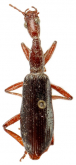 Agra (PLATYSCELIS species-group) tumatumari Erwin, 1982