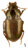 Amara (Bradytus) aurichalcea Germar, 1824